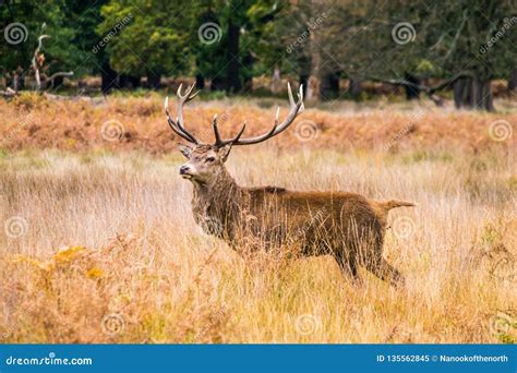 Red Deer opens new land.